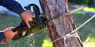 Best Tree Preservation Services  in Port Carbon, PA