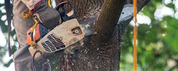 Best Weed Control  in Port Carbon, PA