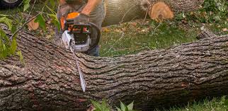 Best Grass Overseeding  in Port Carbon, PA