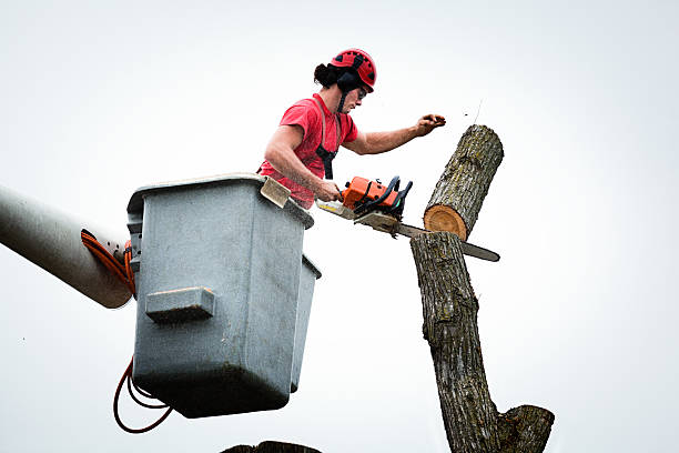 Best Tree Maintenance Programs  in Port Carbon, PA